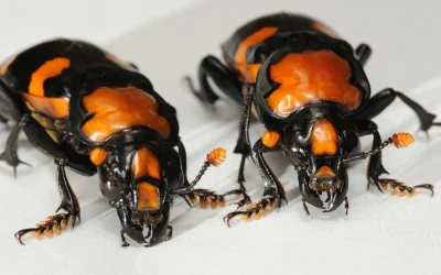 ASL Defends American burying beetle Downlisting