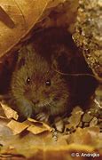 Arizona landowners celebrate long-awaited removal of Hualapai Mexican vole from the Endangered Species List
