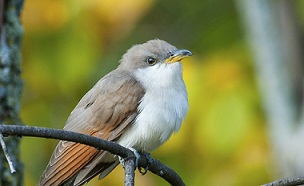 U.S. Fish and Wildlife Service to Review Threatened Listing of Yellow-Billed Cuckoo