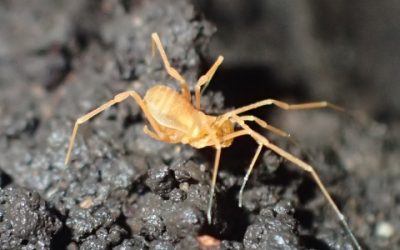 US District Court Orders Agency to Reconsider Removing Cave Bug from Endangered List