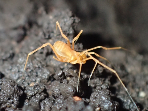 US District Court Orders Agency to Reconsider Removing Cave Bug from Endangered List