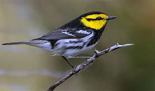 American Stewards Helps Prepare Basis for Delisting the Golden-cheeked Warbler