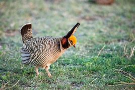 Voluntary Conservation Programs Not Enough to Keep Lesser Prairie Chicken Off Endangered List