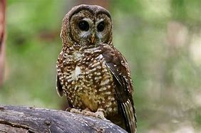 Spotted Owl Critical Habitat Proposed to Increase, Again