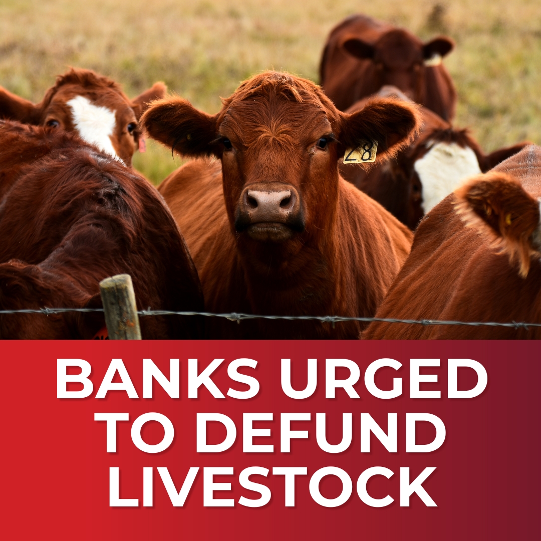 Major Banks Told to Stop Financing Livestock Industry