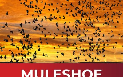 Muleshoe Wildlife Refuge Update