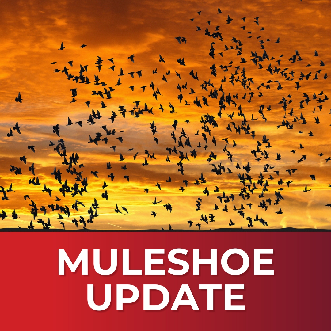 Muleshoe Wildlife Refuge Update