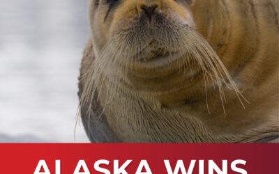 Alaska Proves Seal Critical Habitat Unlawful