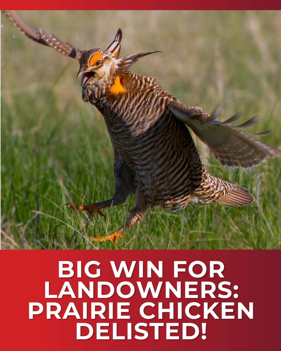 Prairie Chicken Delisted – Big Win for Landowners