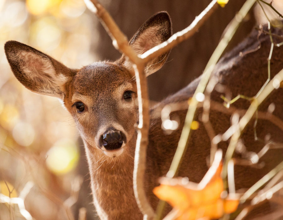 created-deer $8.2 Billion in Private Property Losses for 4000 linear miles of 765-kv lines