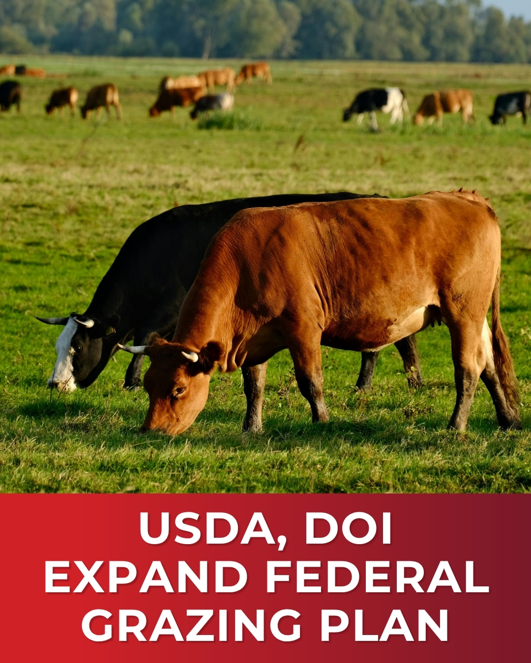 USDA and DOI Launch Plan to Increase Livestock Grazing on Federal Lands
