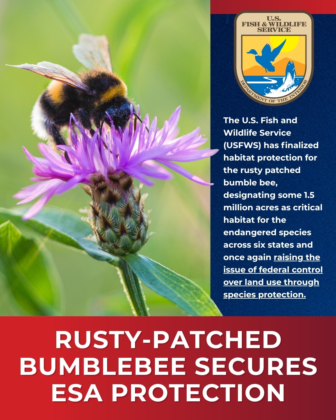 USFWS Finalizes ESA Protection for Rusty-Patched Bumblebee