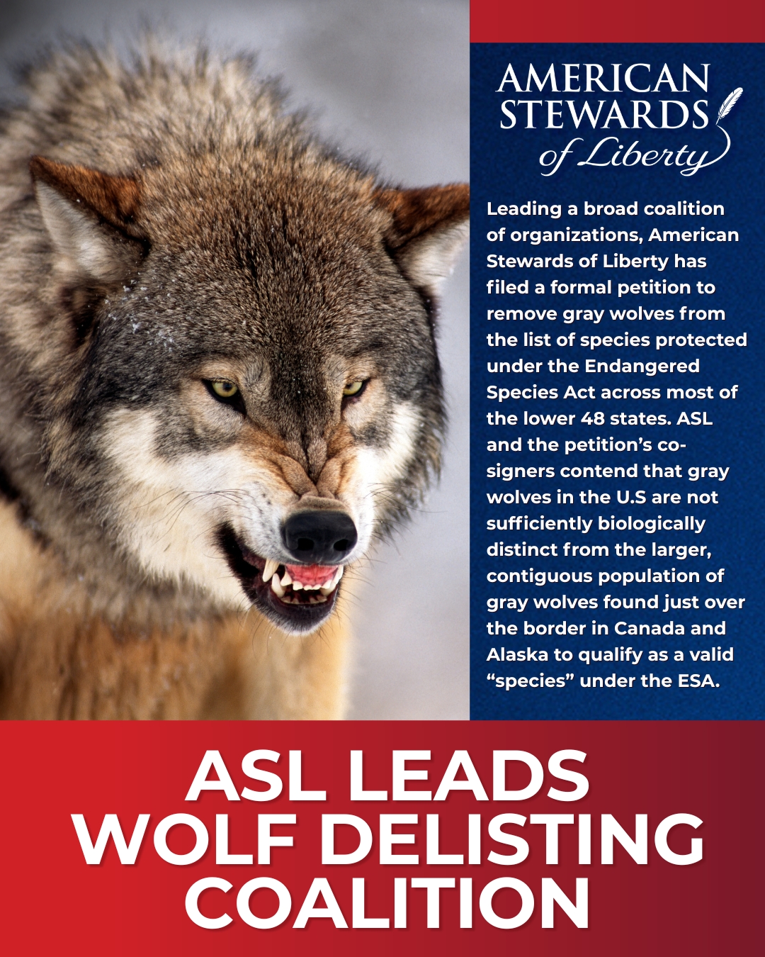 American Stewards of Liberty Leads Coalition in Gray Wolf Delisting Petition