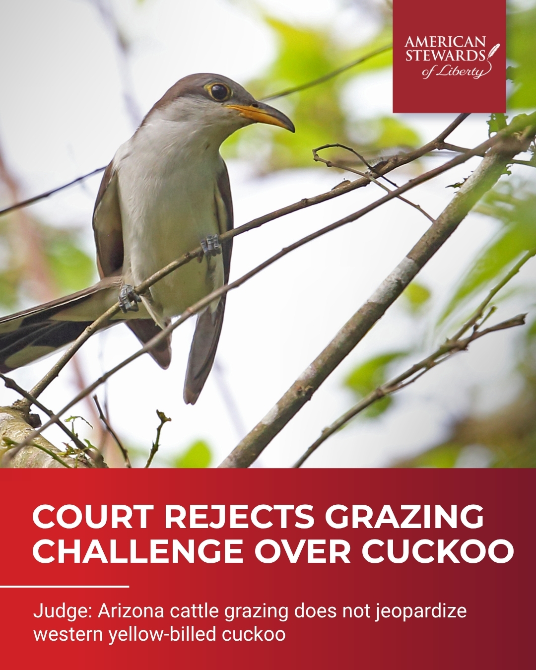 Court Rejects Challenge to Grazing Over Threatened Cuckoo
