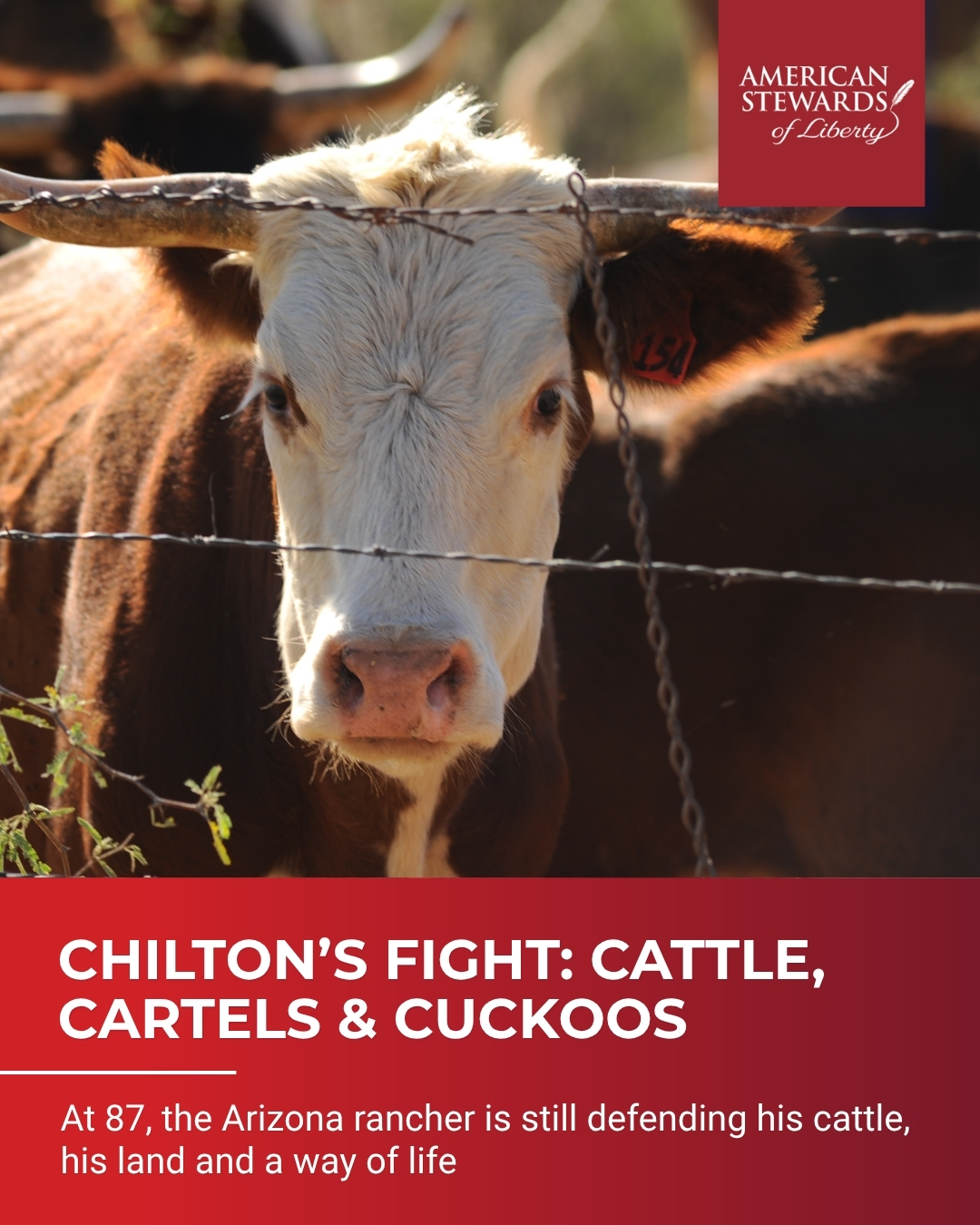 Cattle, Cartels, and Cuckoos: Jim Chilton Fights On